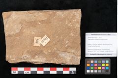 Foto (Objekt + Etikett) von Taeniopteris moravica Ettingshausen (NHMW-GEO-2024-0188-10932)
